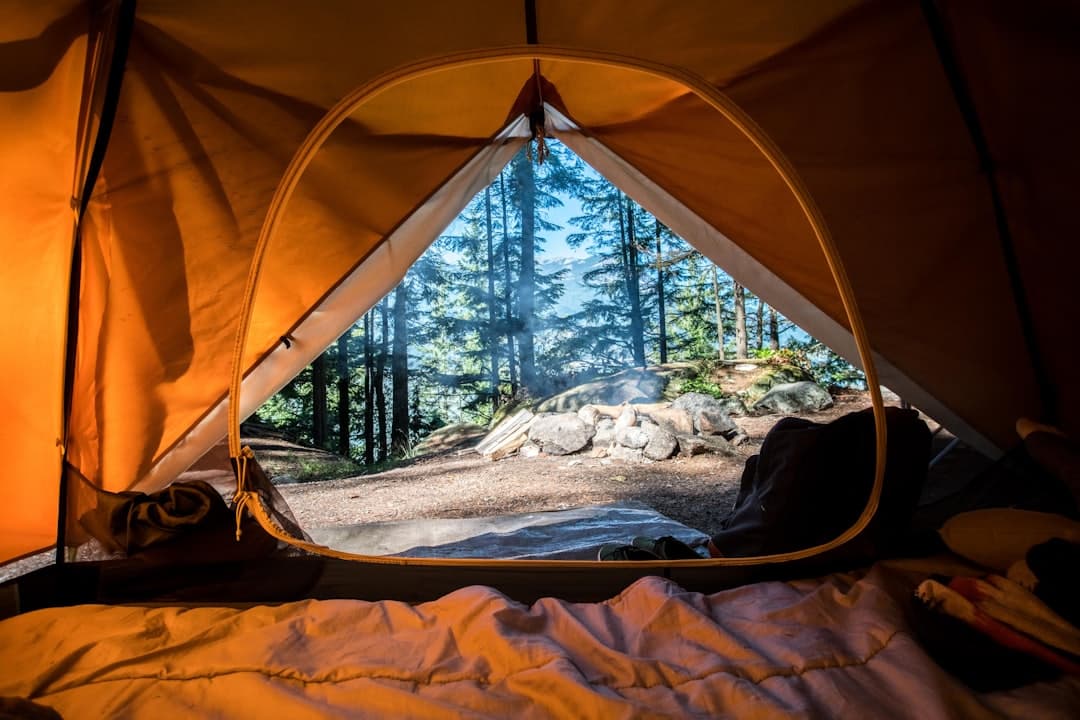 A campsite among tall trees
