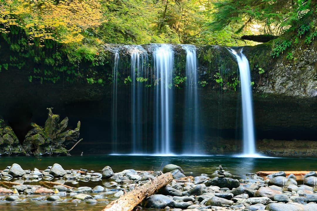 A waterfall in a lush forest